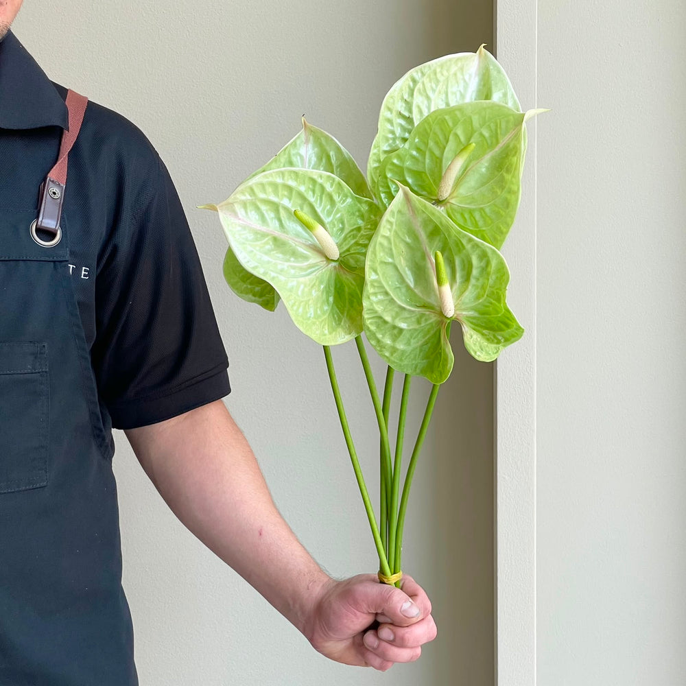 Anthuriums - Pistache