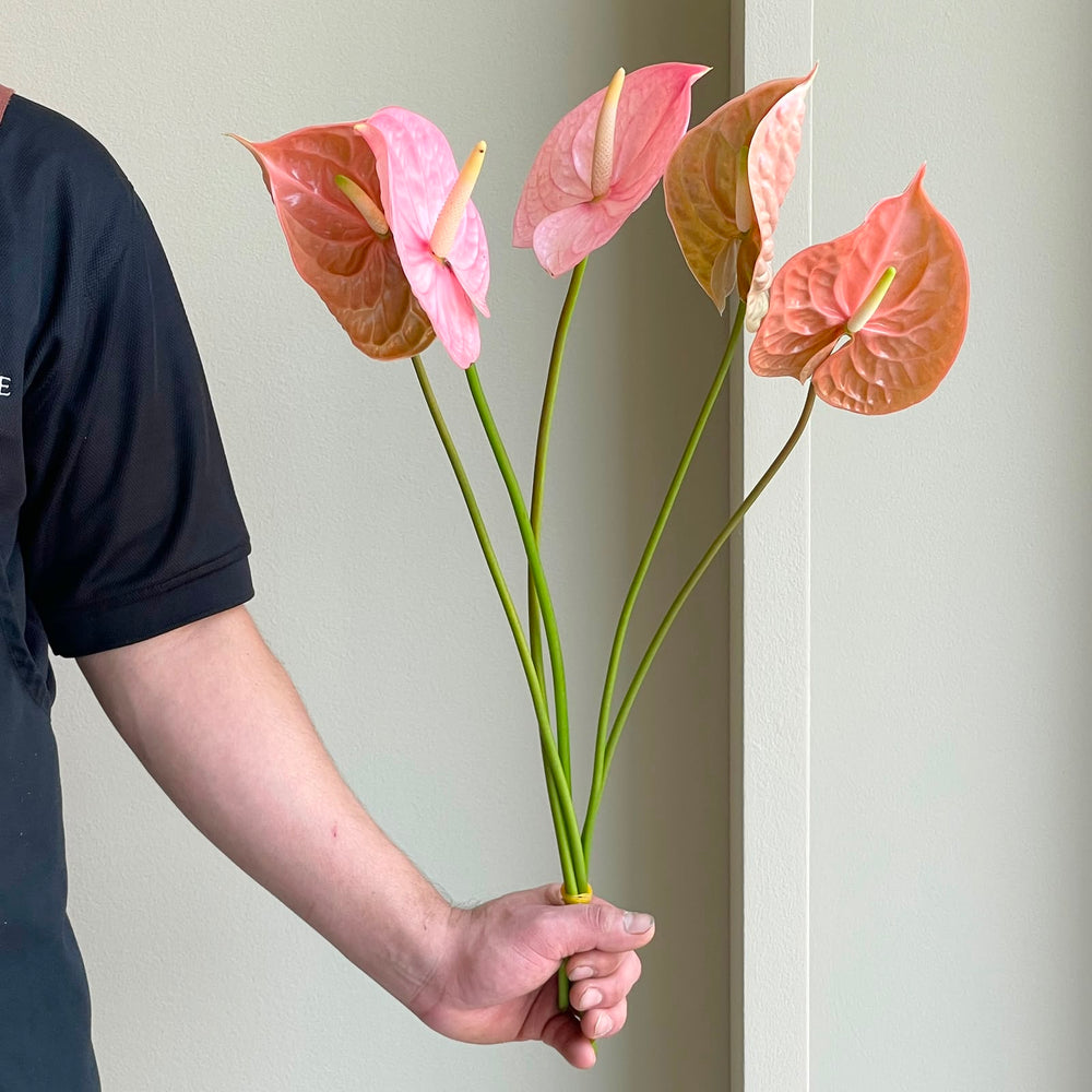 Anthuriums - Botanical Blush