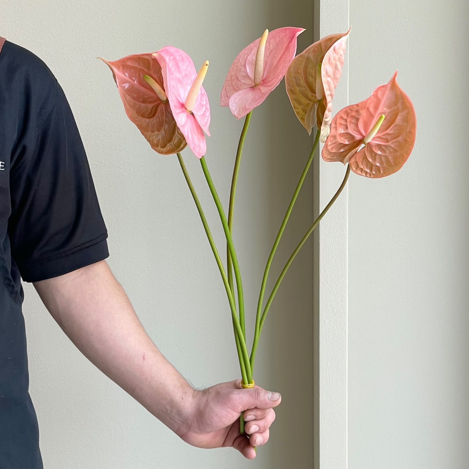 Anthuriums - Botanical Blush