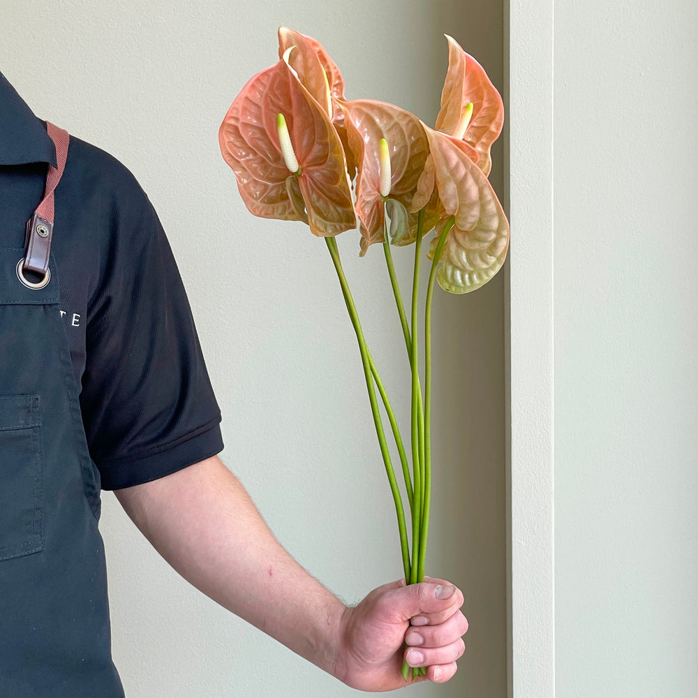 Anthuriums - Terra