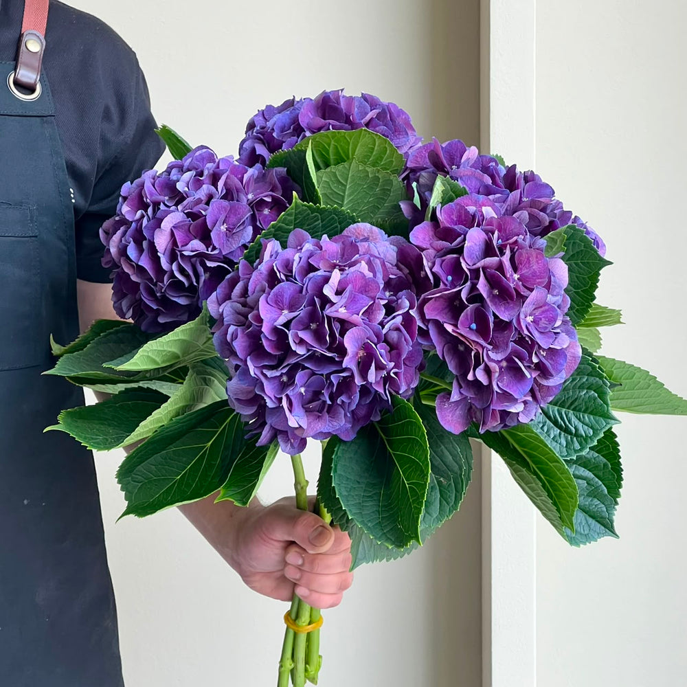 Hydrangeas - Rodeo Classic