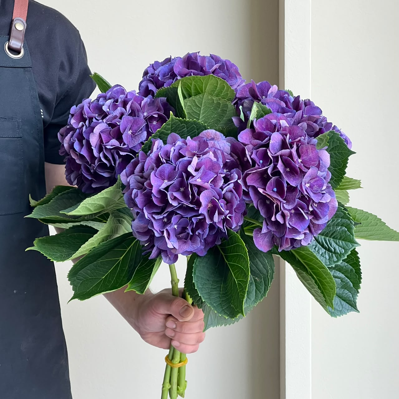 Hydrangeas - Rodeo Classic