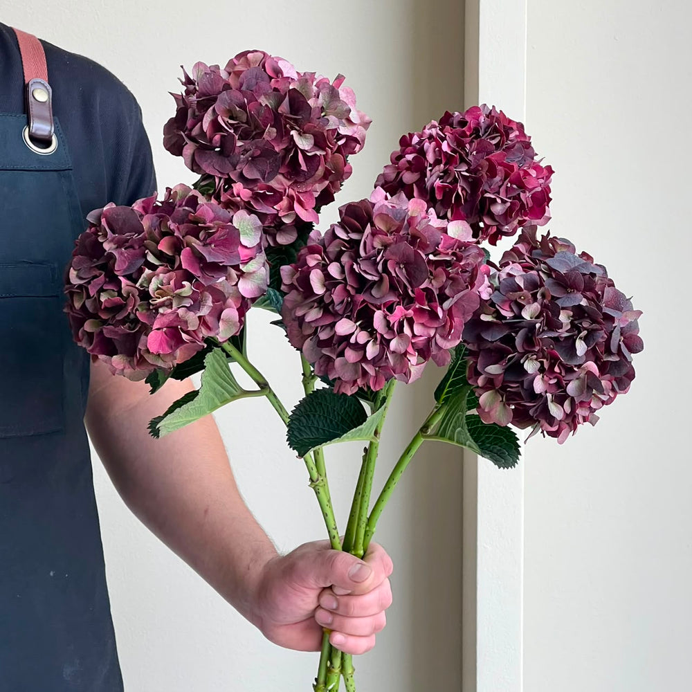 Hydrangeas - Magical Dark Ruby Classic