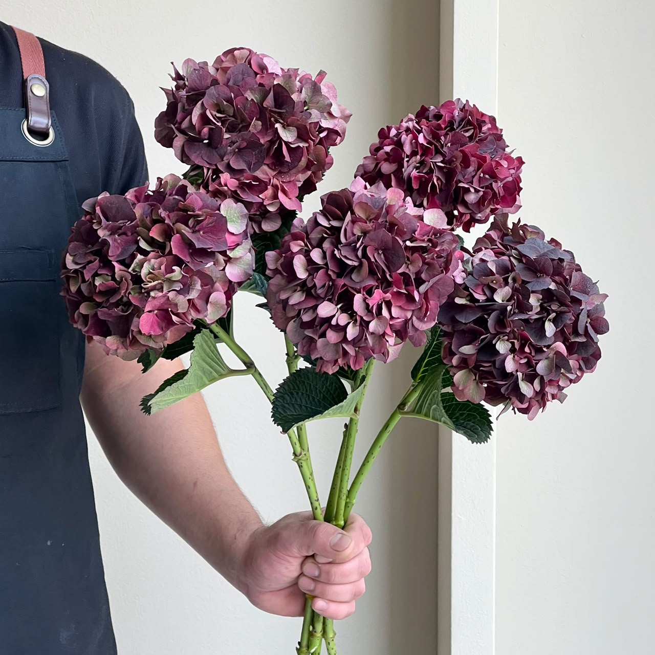 Hydrangeas - Magical Dark Ruby Classic