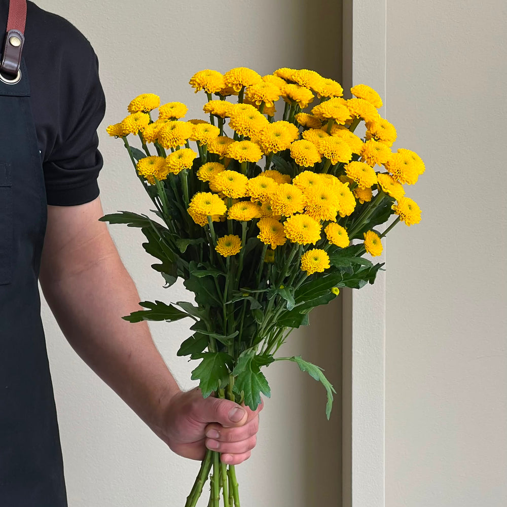 Chrysanthemum Santini - Aurinko Yellow