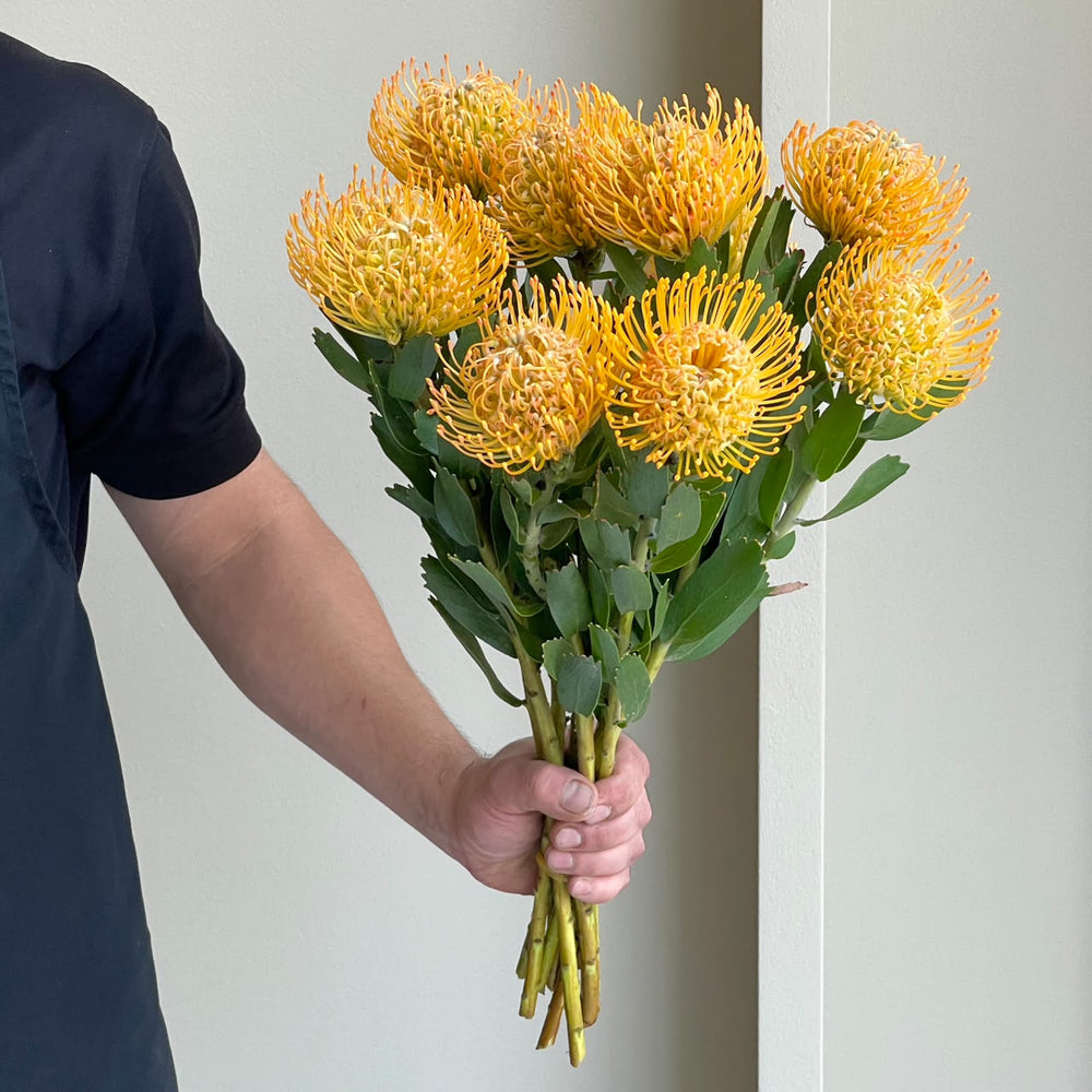 Leucospermum - Soleil Light Orange