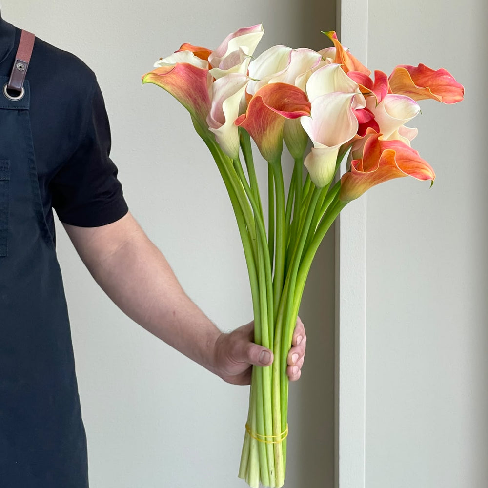 Calla Lilies - Golden Radiance Mix