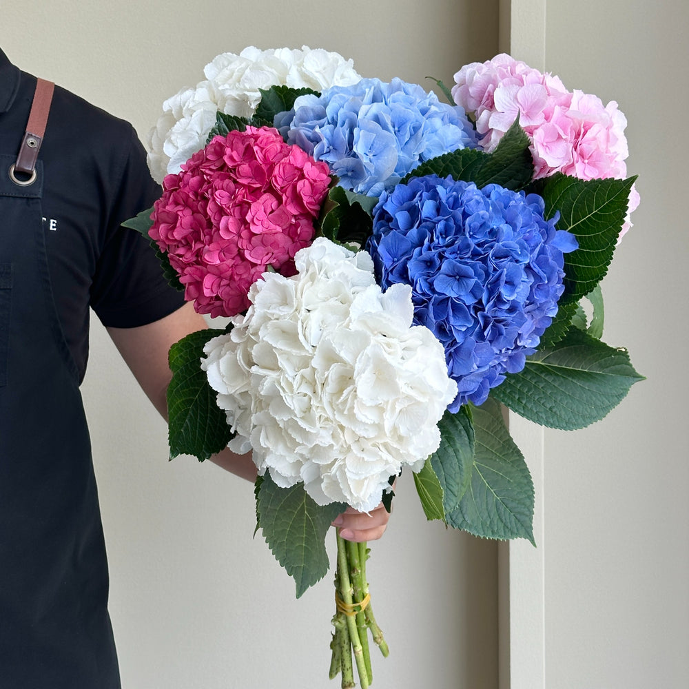 Hydrangeas - Rainbow Bliss Mix
