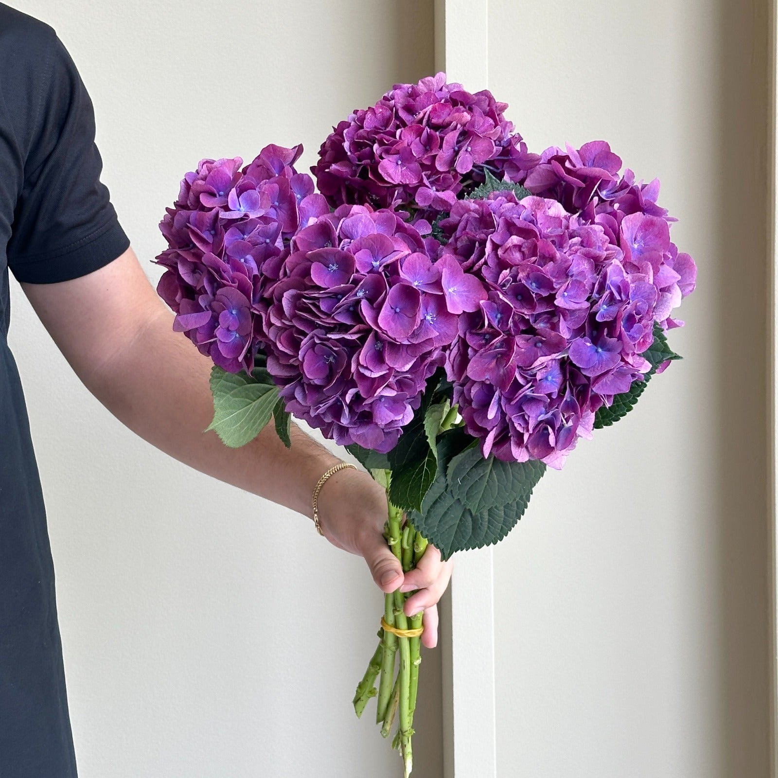 Hydrangeas - Royal Opera Purple