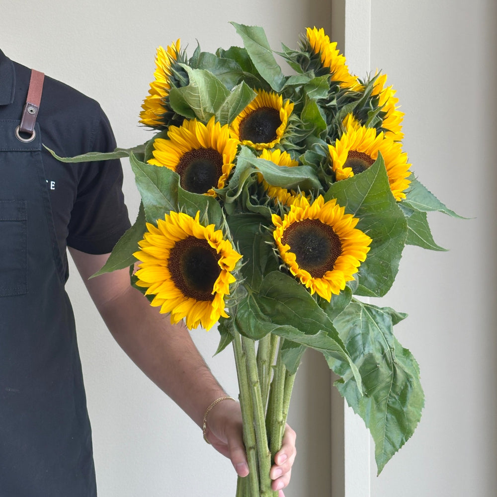 Sunflowers - Sunrich Orange
