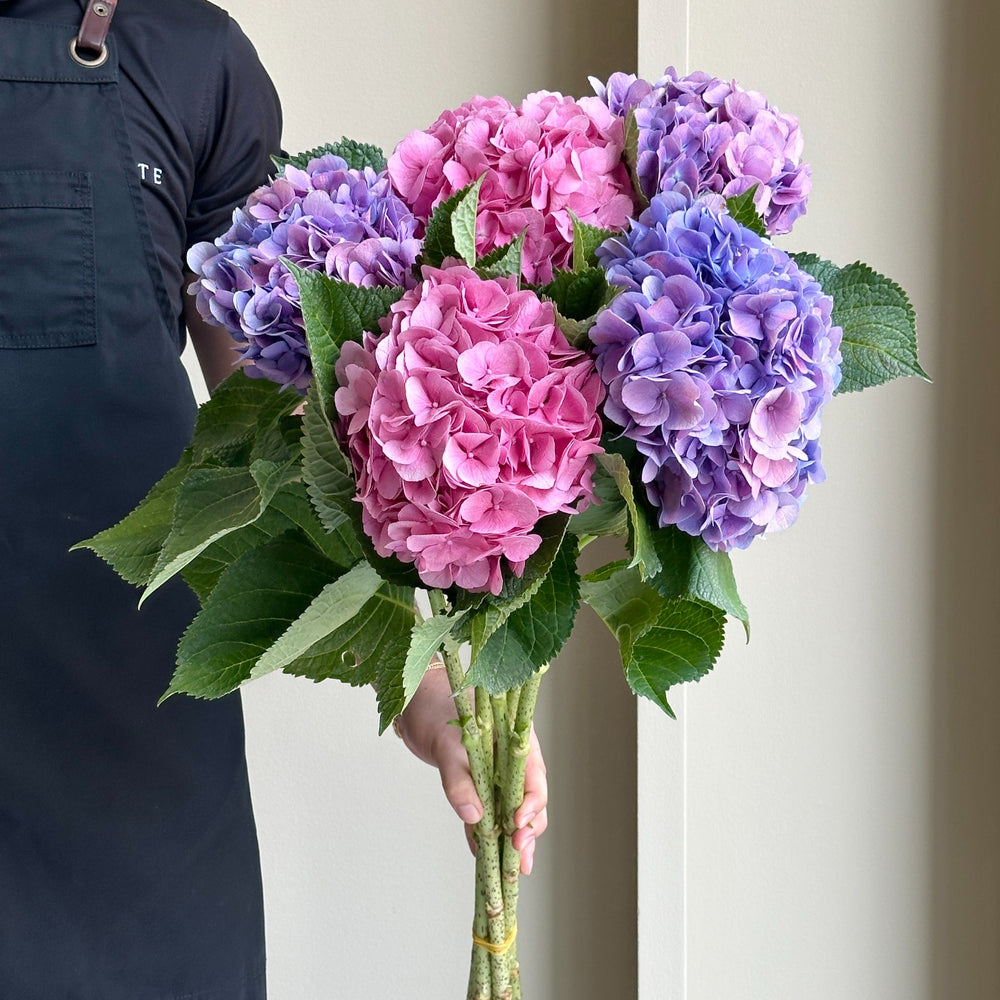 Hydrangeas - Bodensee Pink & Purple Mix