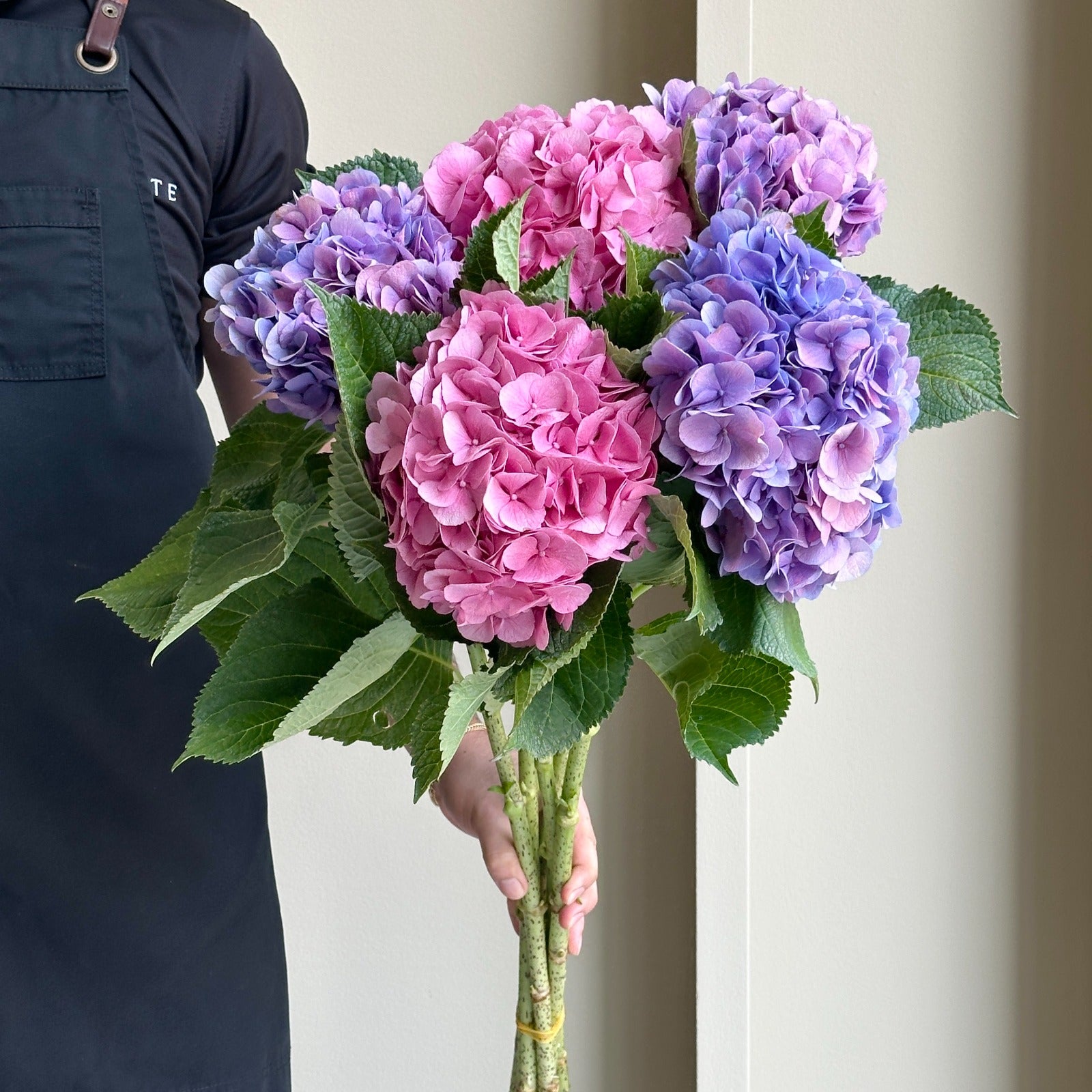 Hydrangeas - Bodensee Pink & Purple Mix