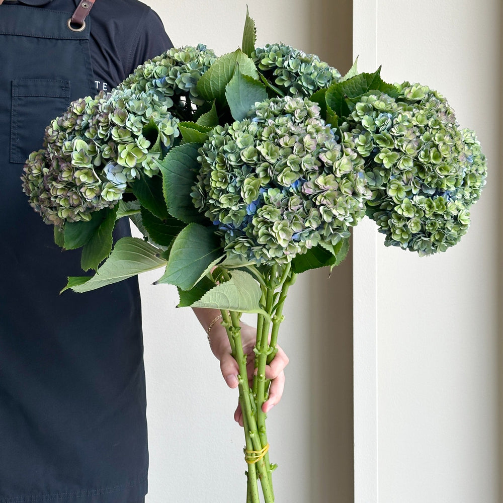 Hydrangeas - Royal Kiss Classic