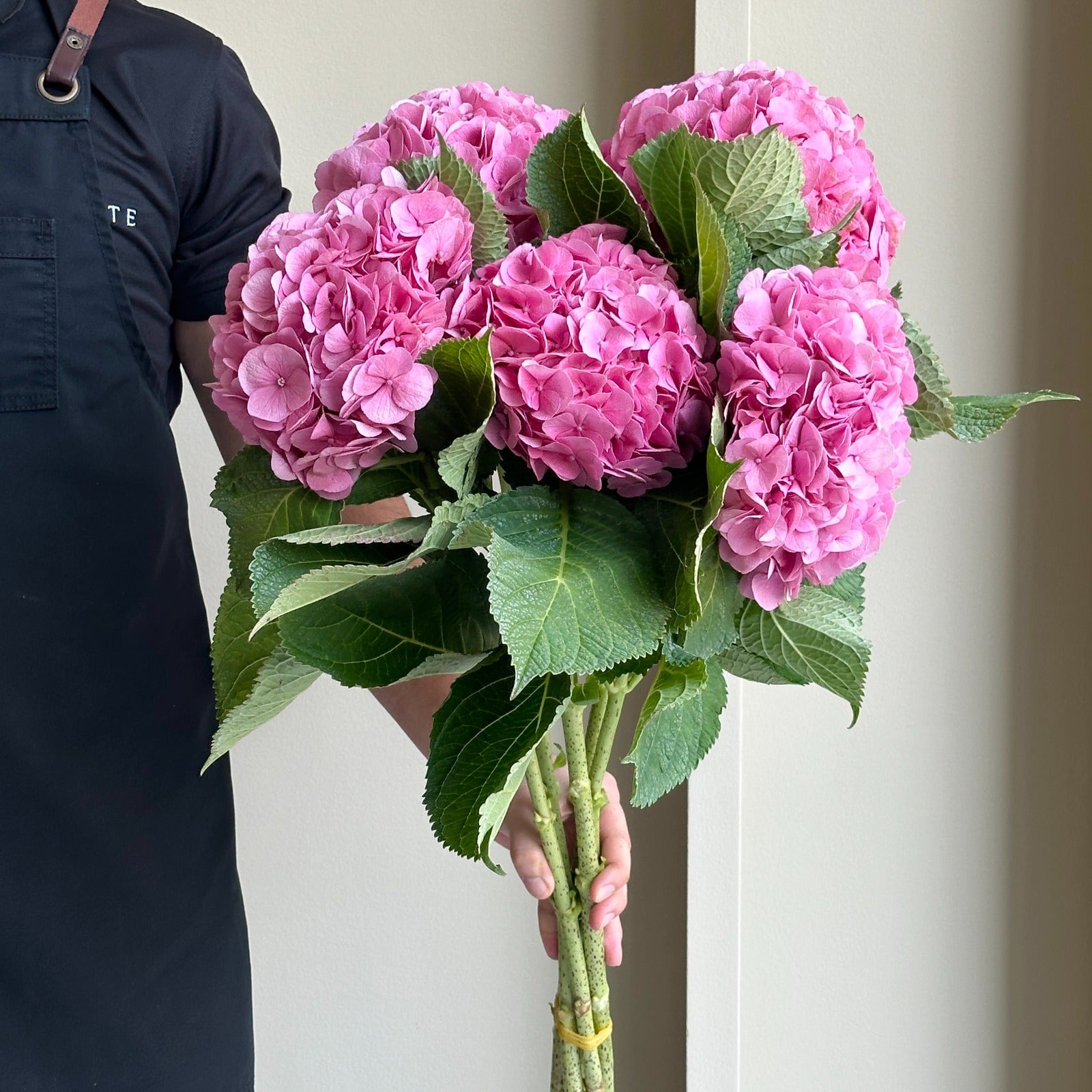 Hydrangeas - Bodensee Pink