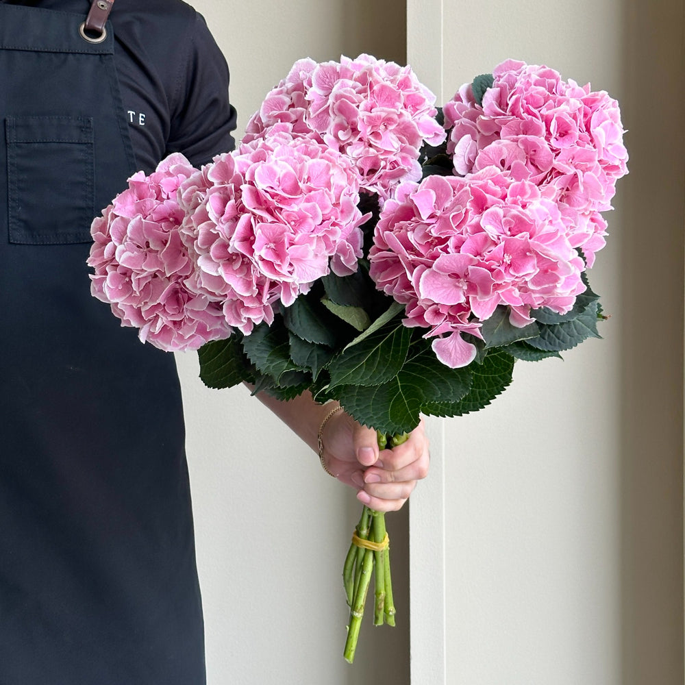 Hydrangeas - My Beautiful Rosada