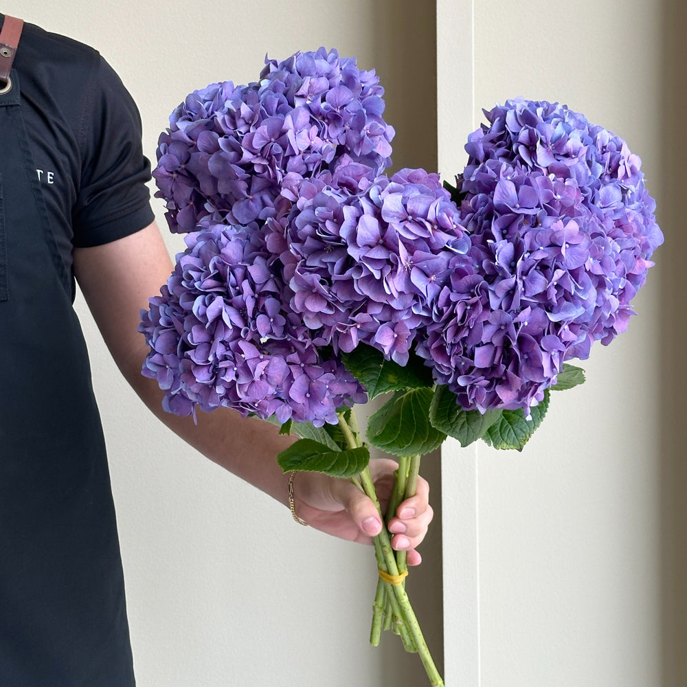 Hydrangeas - Pimpernel Classic Purple