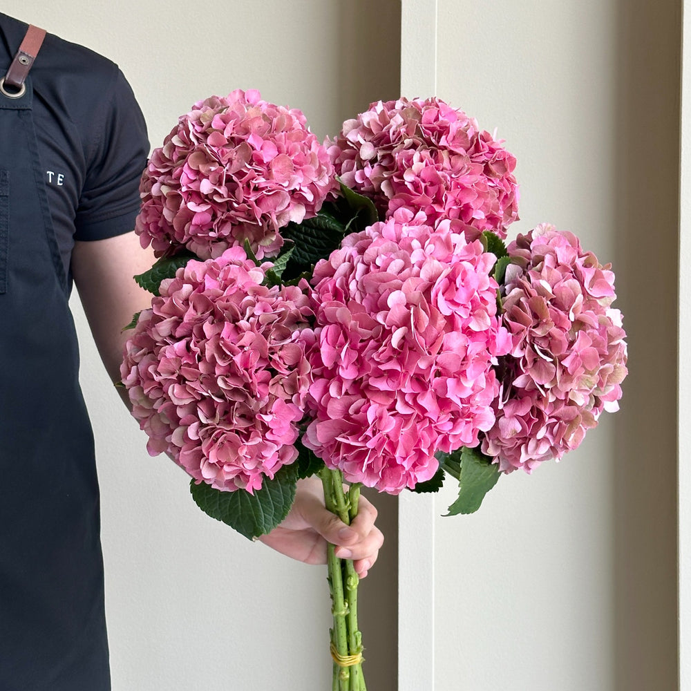 Hydrangeas - Glow Alps Pink Classic