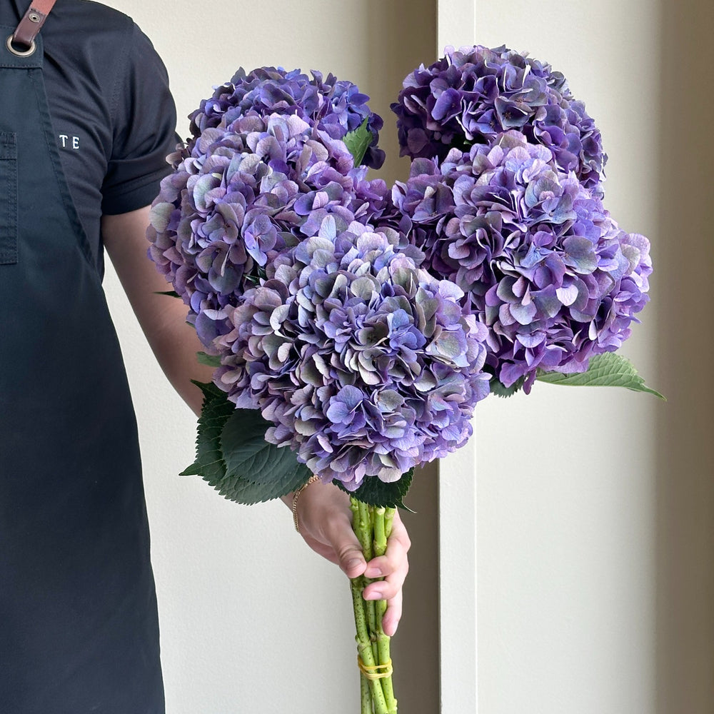 Hydrangeas - Royal Opera Classic XL