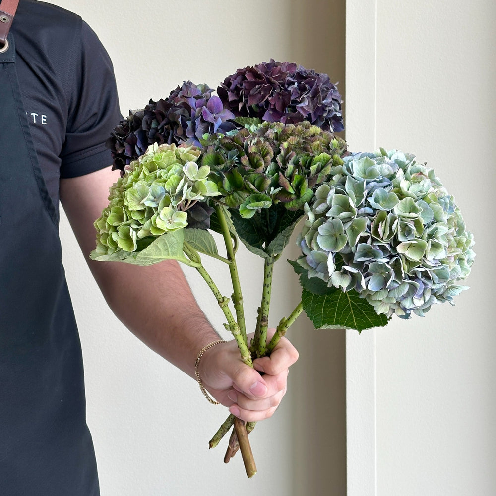 Hydrangeas - De France Mix (Lollipop)