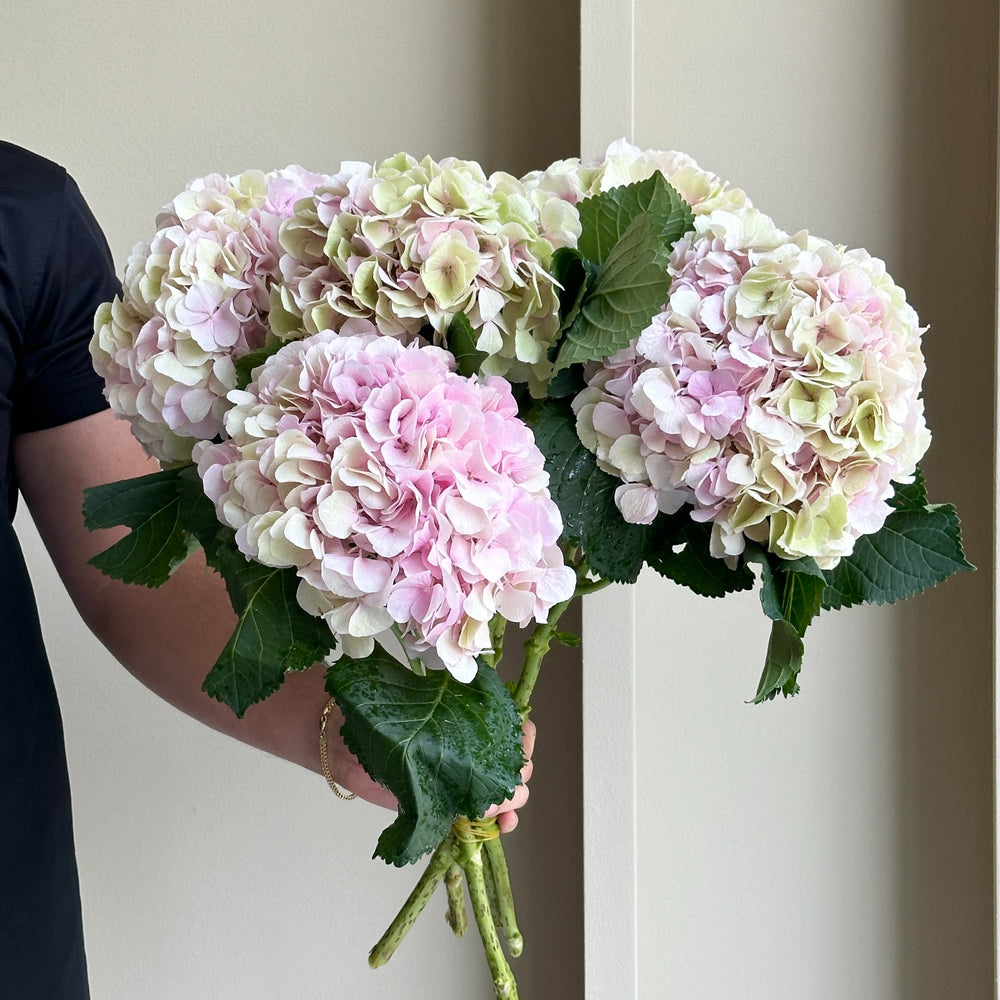 Hydrangeas - Verena Classic Pink-Green