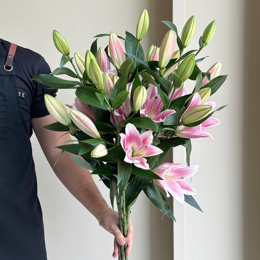 Lilies Orientpet - Infentus Pink