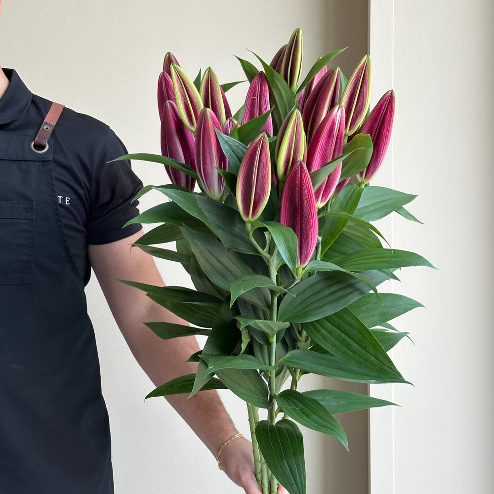 Lilies Oriental - Jacksonville Red Xxl