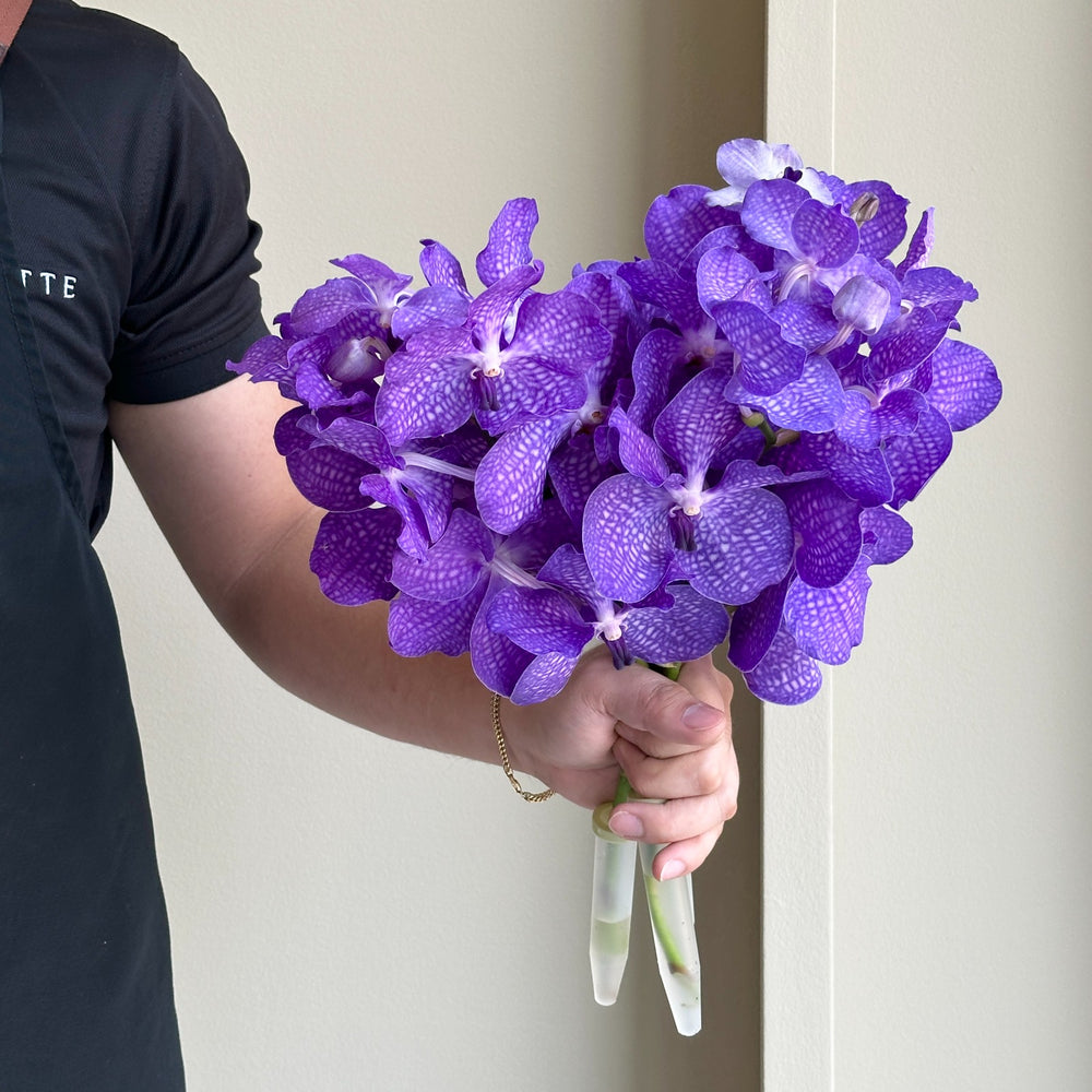Vanda Orchids - Royal Purple