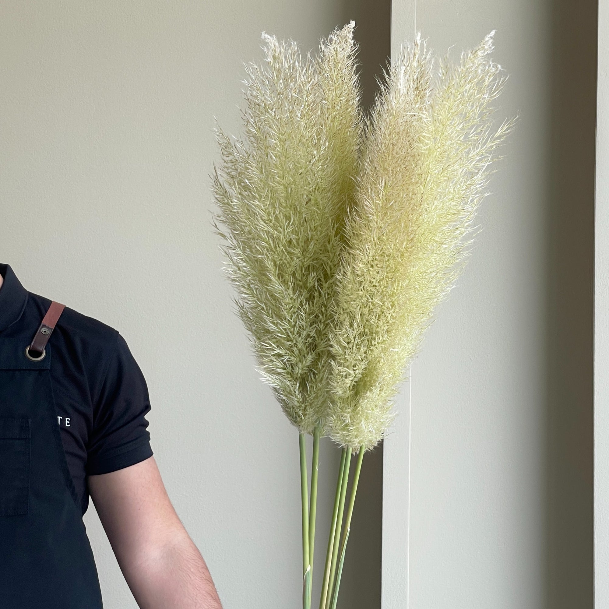 Pampas Grass (Cortaderia Vers 5 stems)