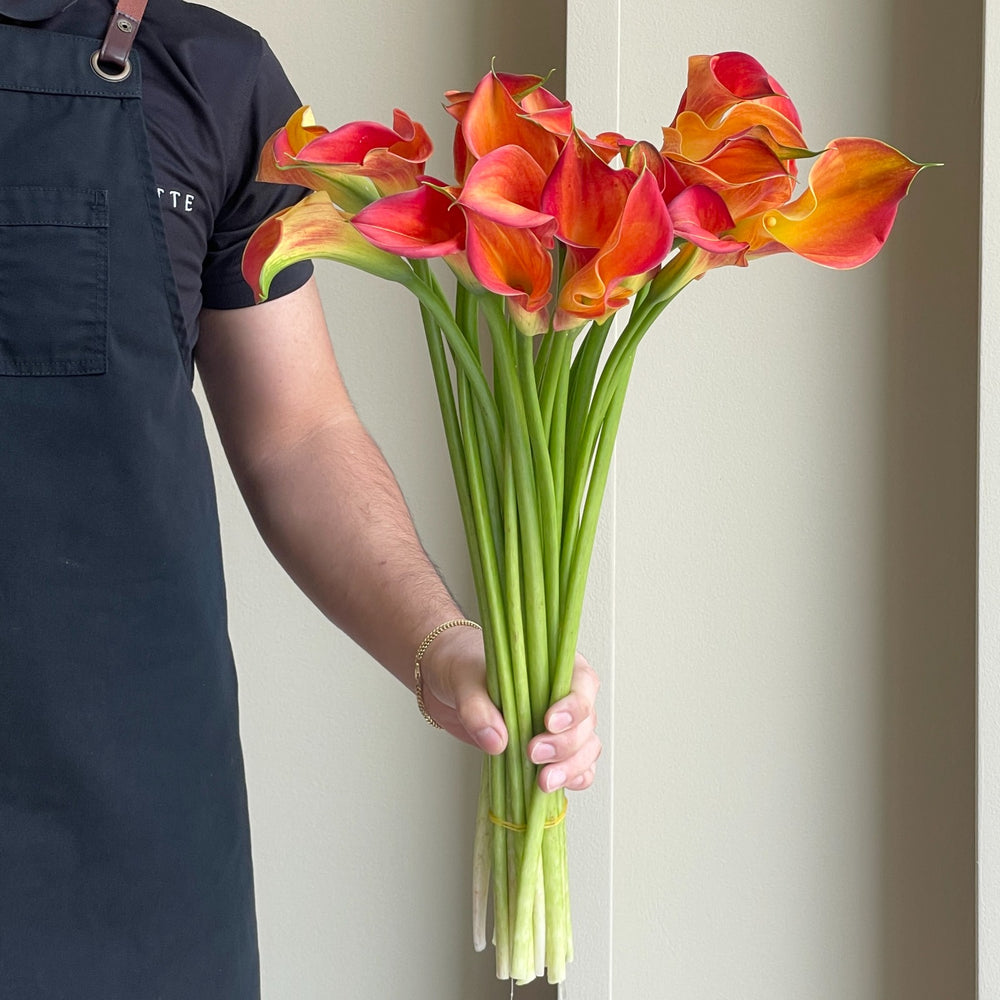 Calla Lilies - Morning Sun