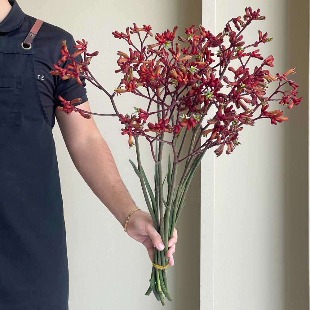 Kangaroo Paws - Early Spring Red (10 Stems)