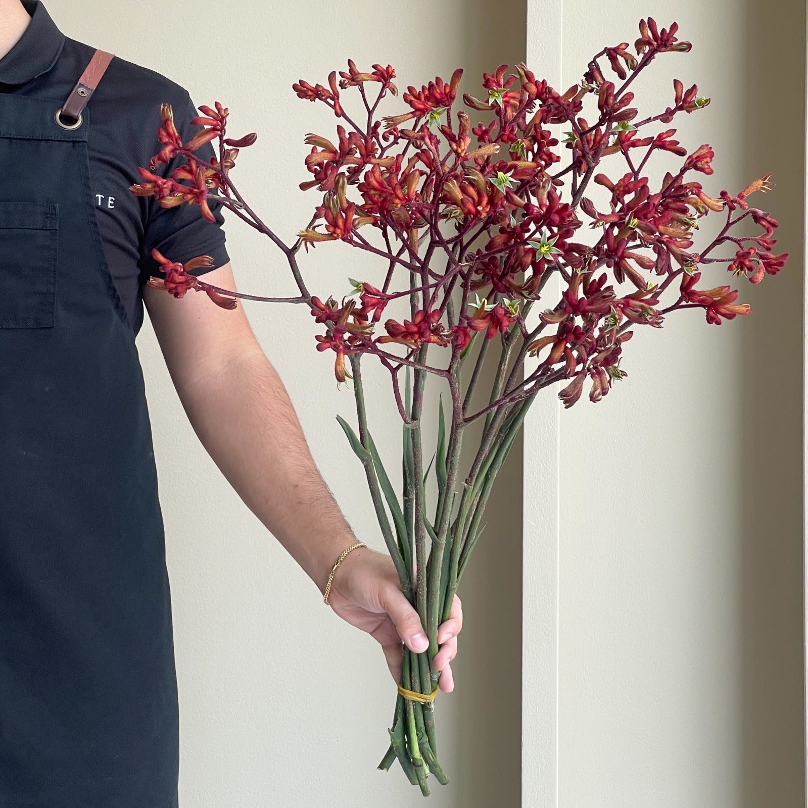 Kangaroo Paws - Early Spring Red (10 Stems)
