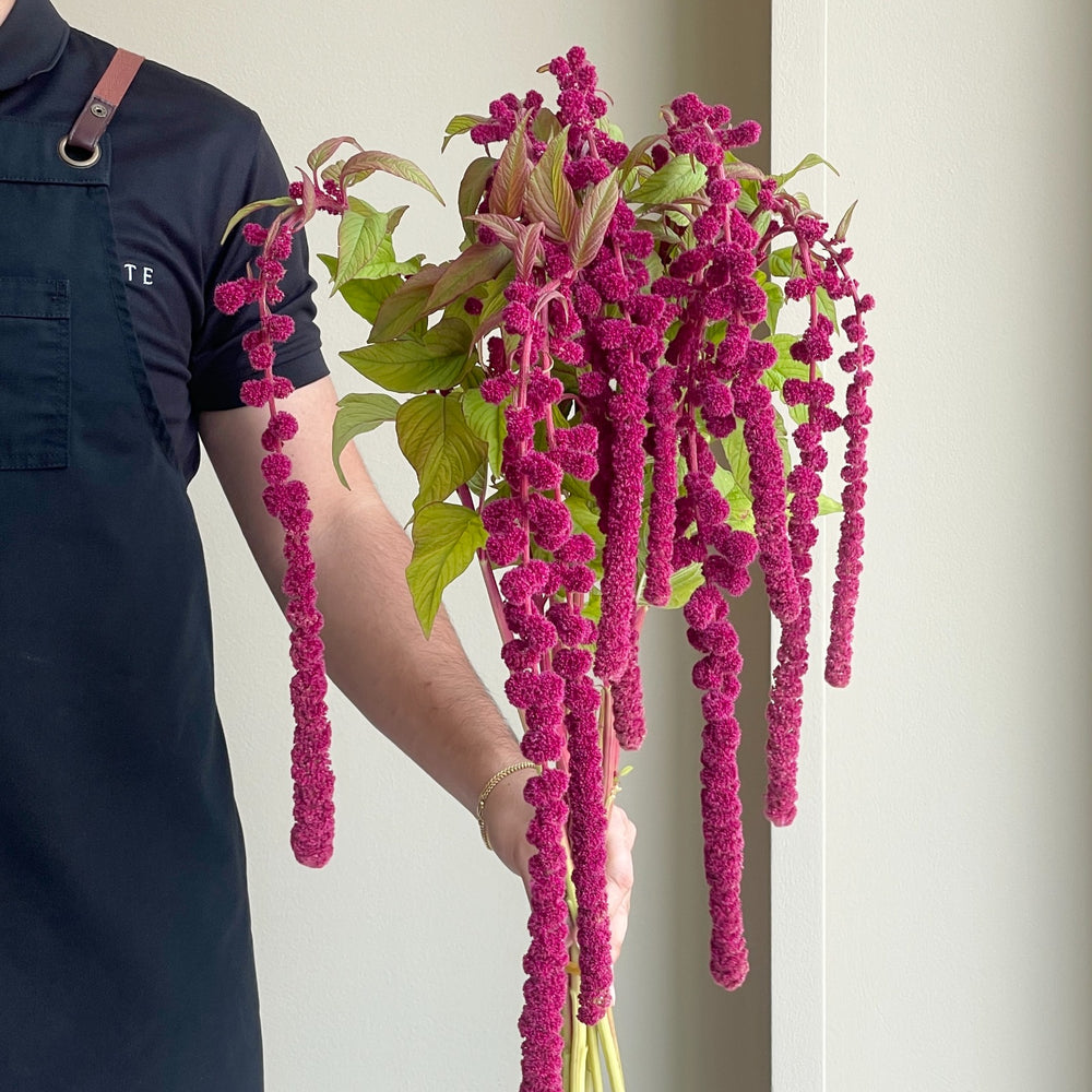 Amaranthus Hanging Caudatus Rosary Red