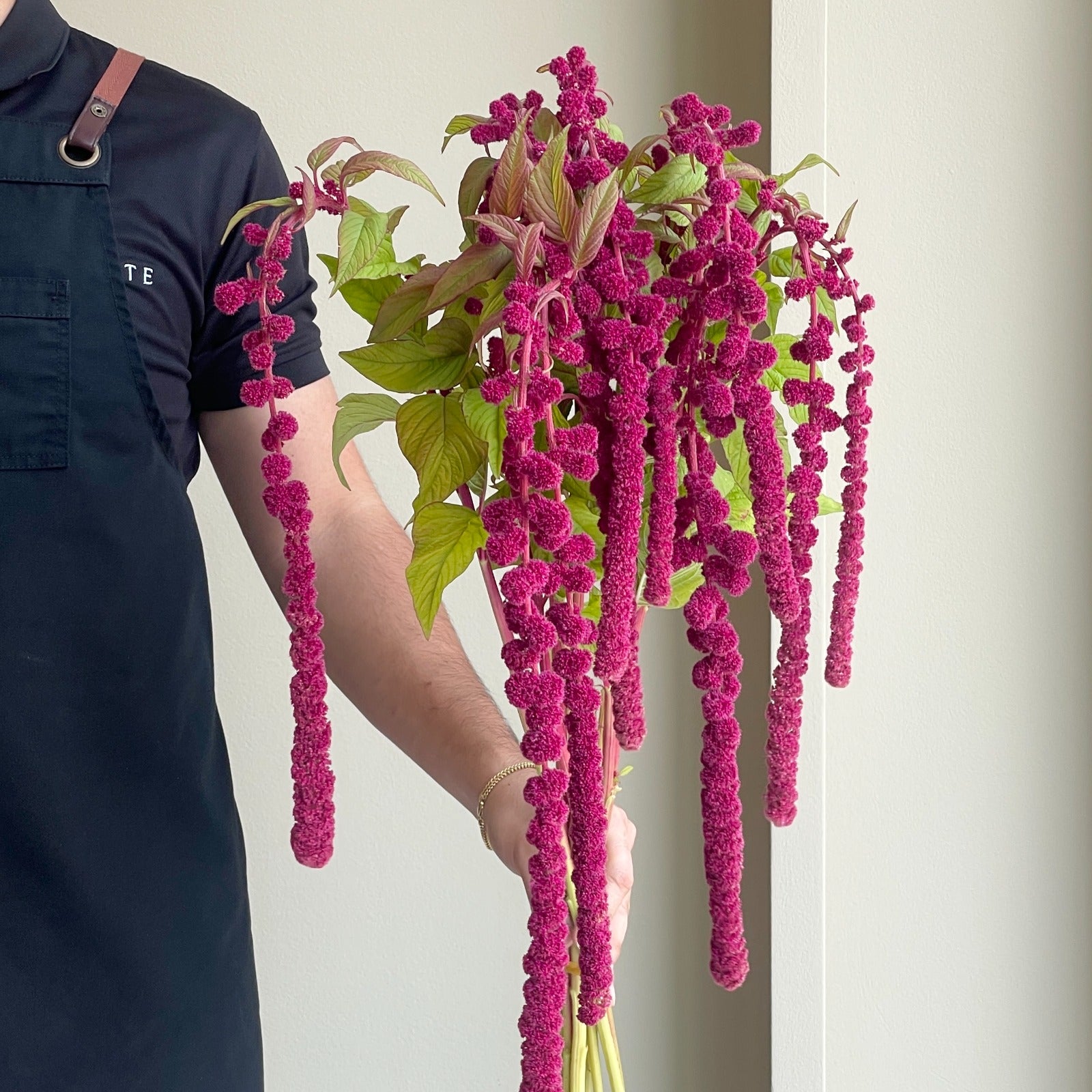 Amaranthus Hanging Caudatus Rosary Red