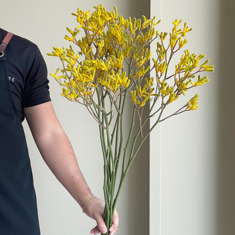 Kangaroo Paws - Yindi (10 Stems)