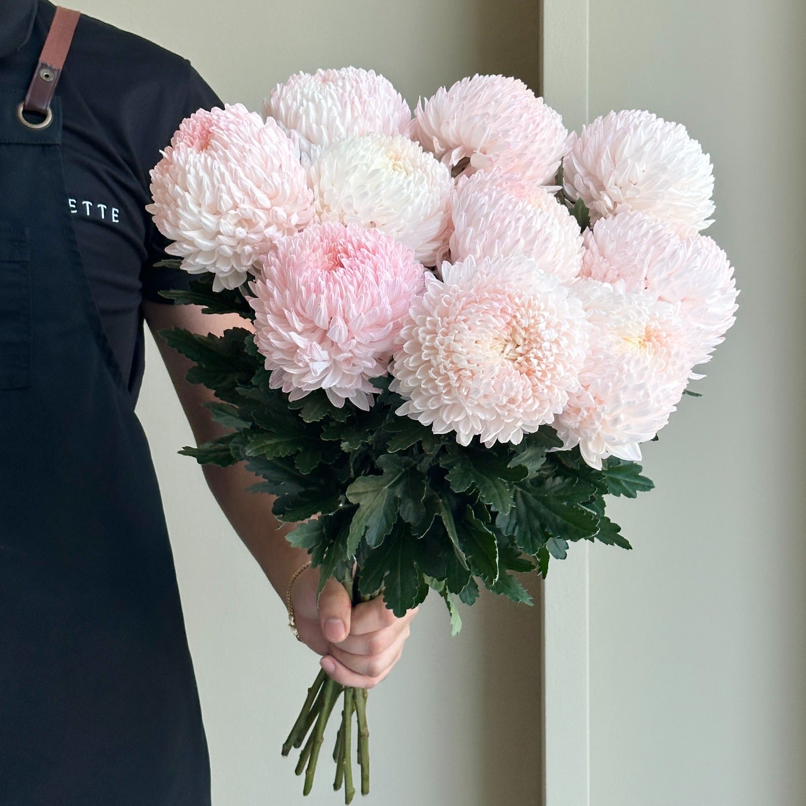 Chrysanthemum Peony - Perfect Pink