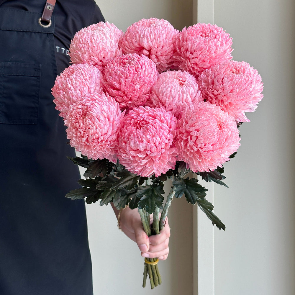 Chrysanthemum Peony - Perfect Dark Pink