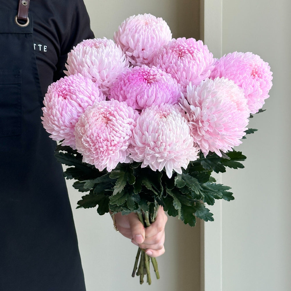 Chrysanthemum Peony - Pastel Pink