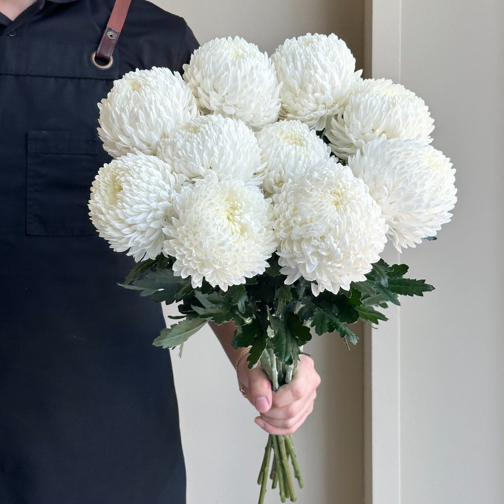 Chrysanthemum Peony - Snow Down White