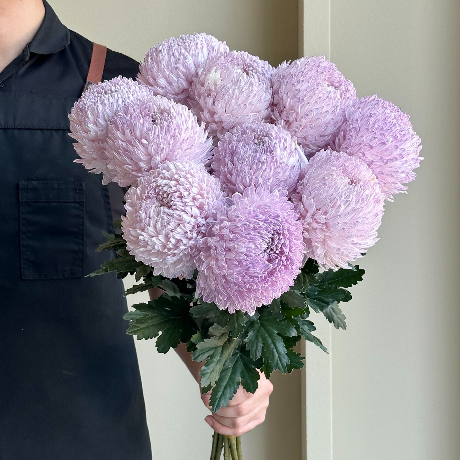 Chrysanthemum Peony - Pastel Purple