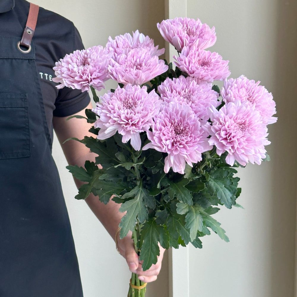 Chrysanthemums - Kalimba Pink