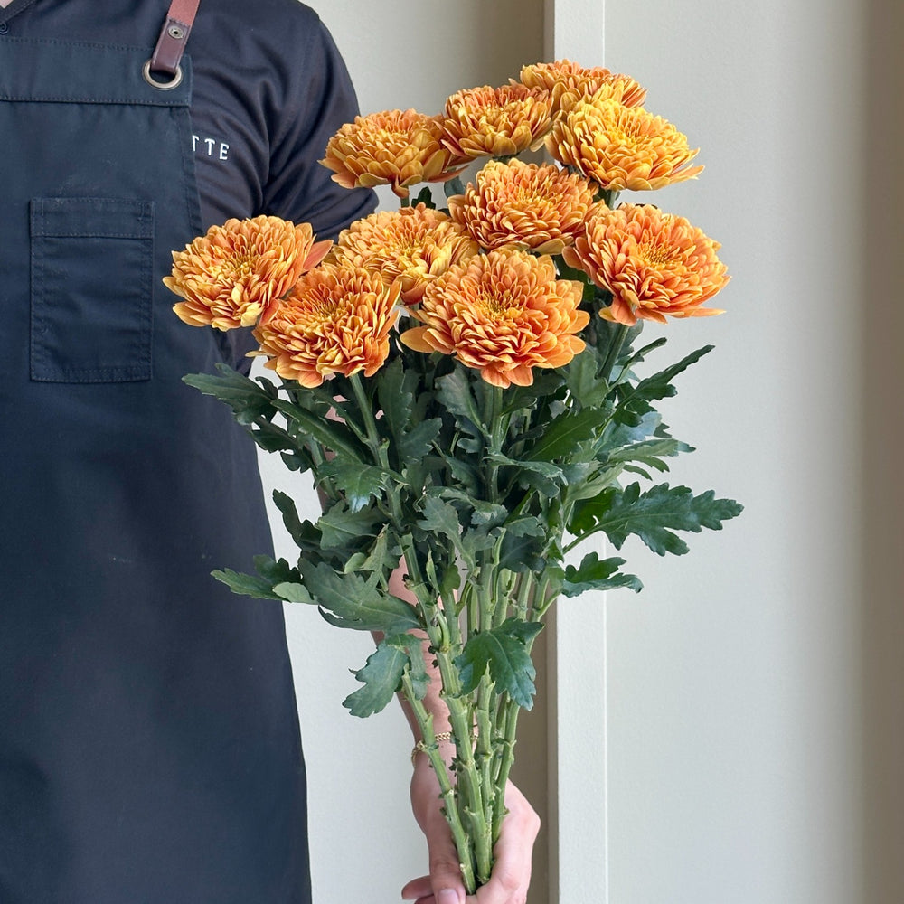 Chrysanthemums - Single Baltica