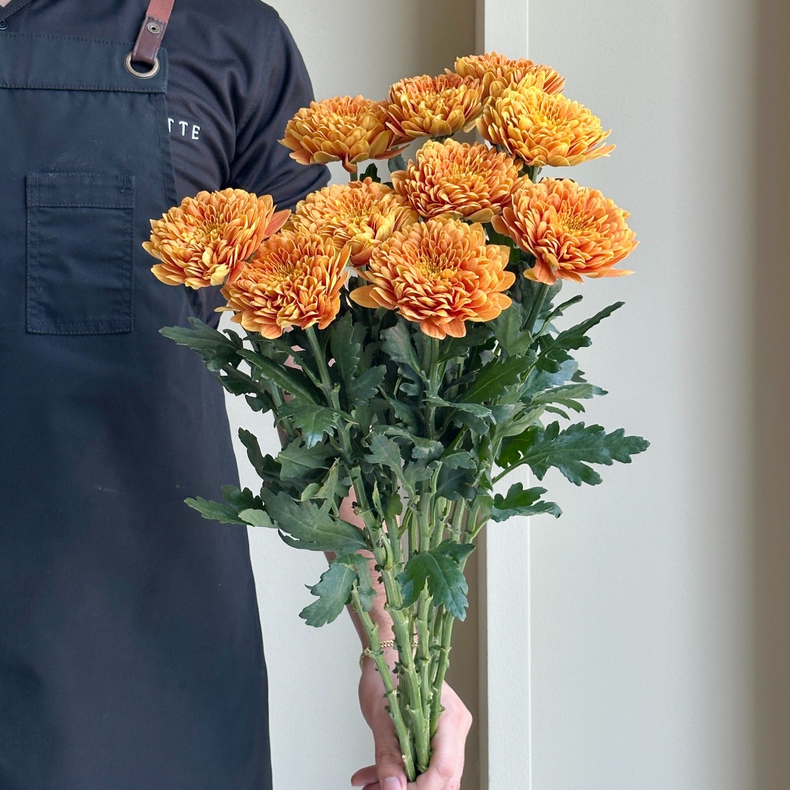 Chrysanthemums - Single Baltica