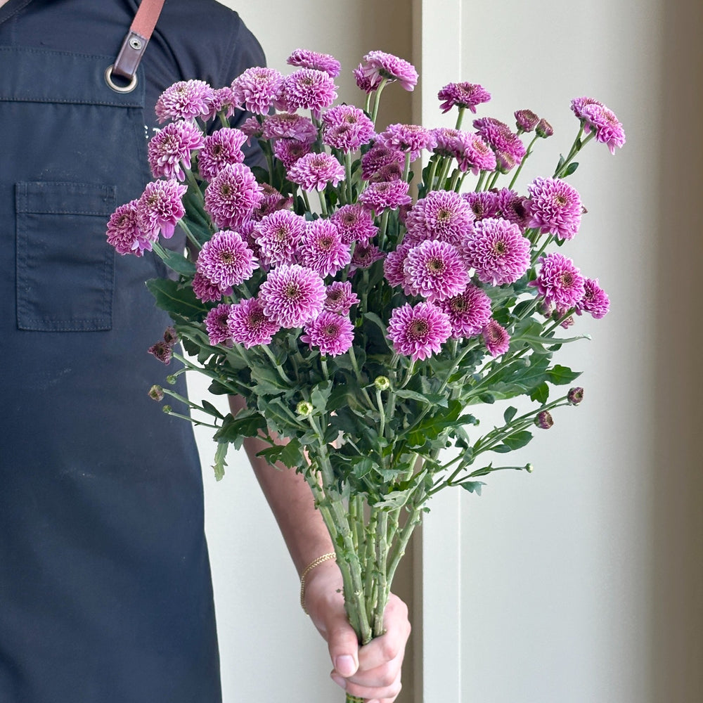 Chrysanthemum Santini - Doria Purple (10 stems)