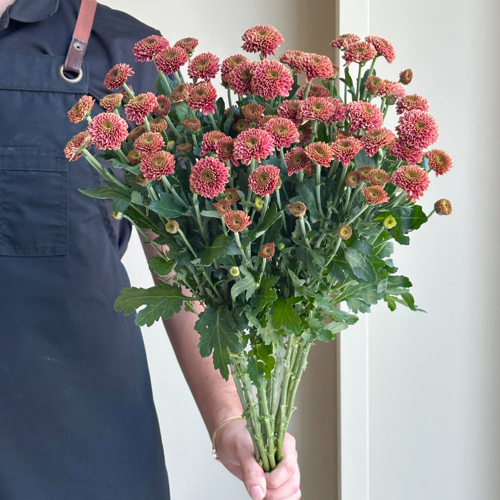 Chrysanthemum Santini - Cherry (10 stems)