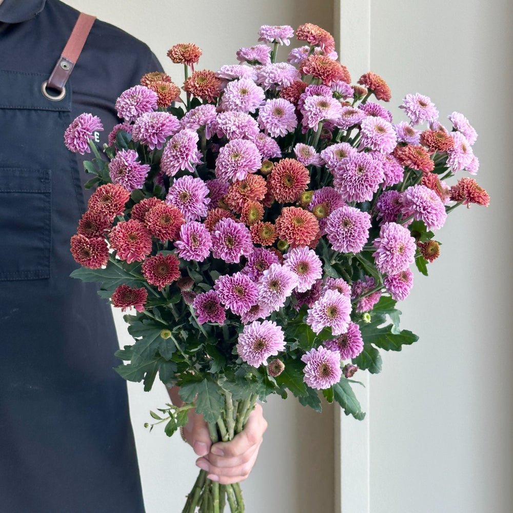 Chrysanthemum Santini - Blooming Joy Mix (15 Stem)