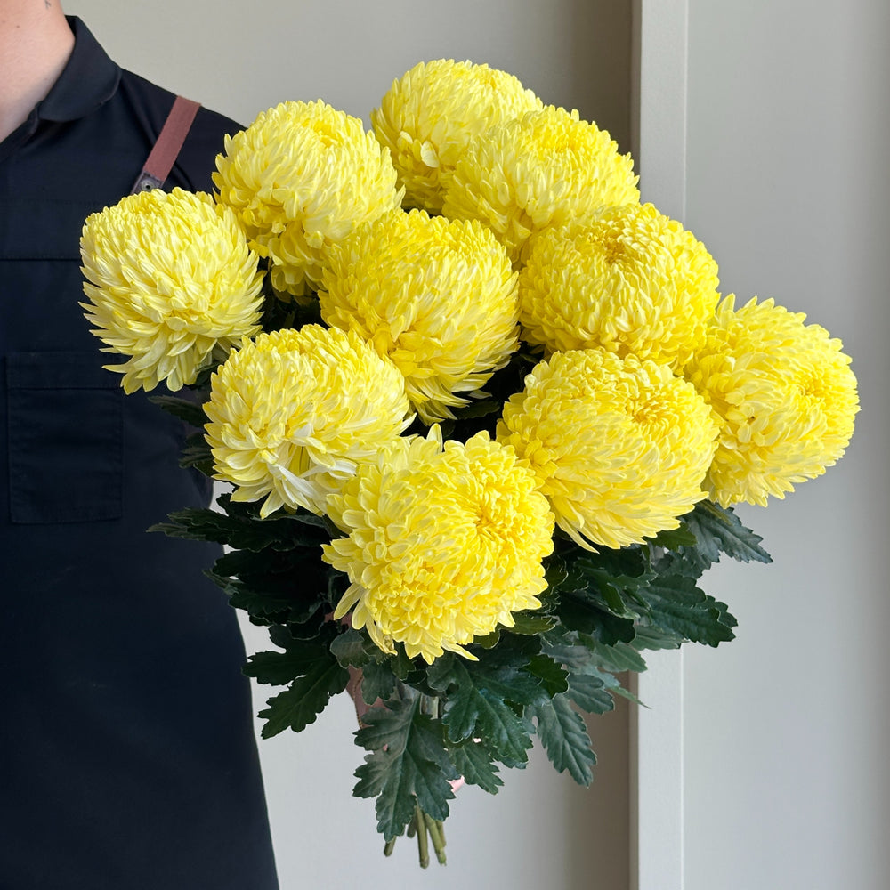 Chrysanthemum Peony - Yellow