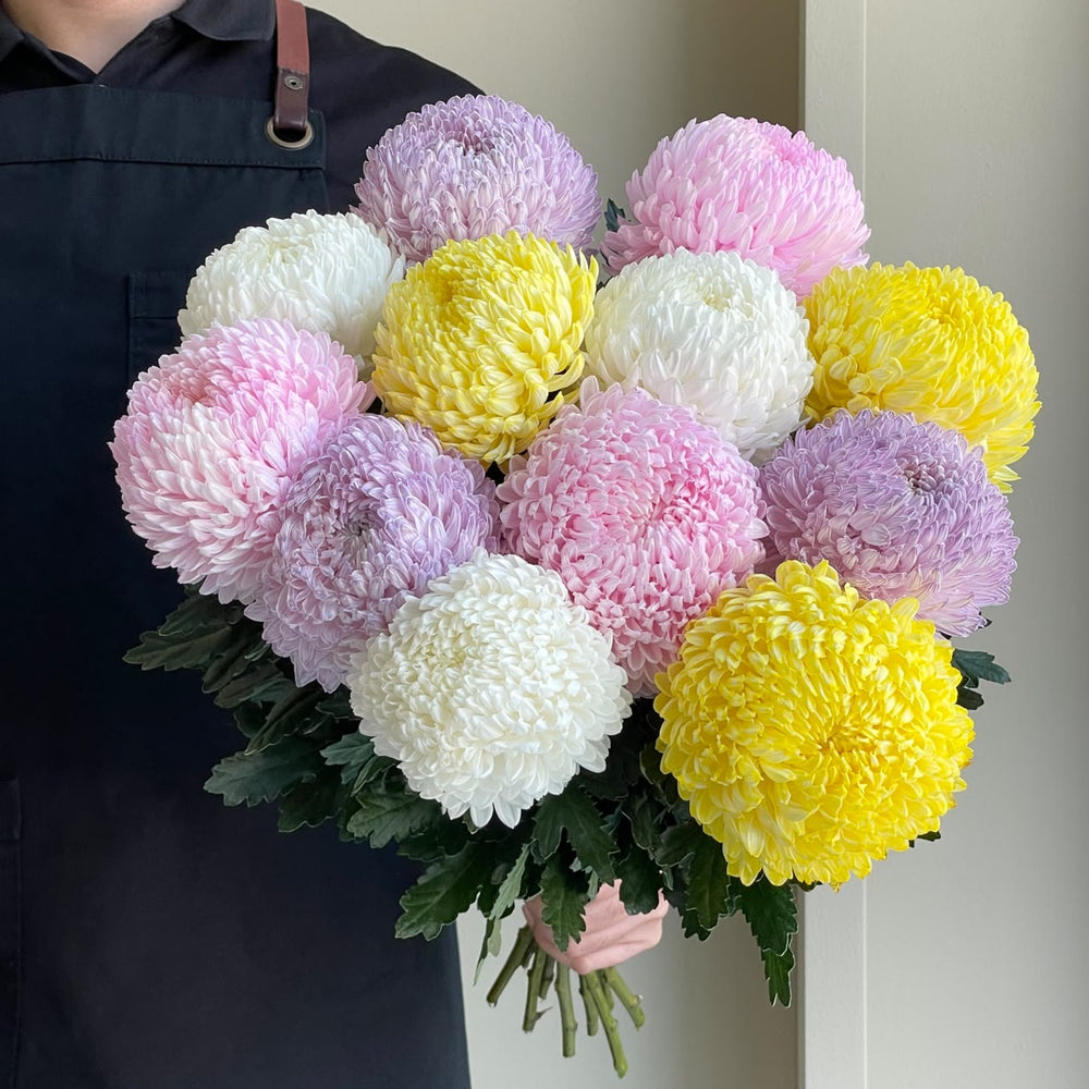 Chrysanthemum Peony - Cheerful Bloom Mix (12 Stem)