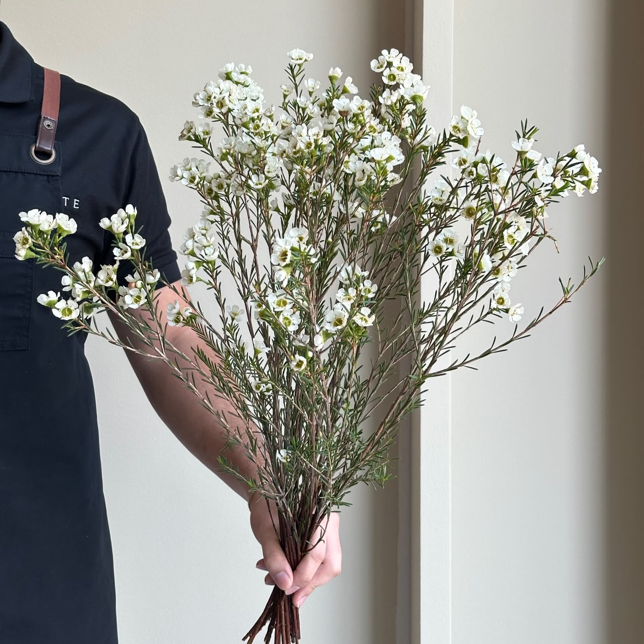 Wax Flower - Cassino White (20 Stem)