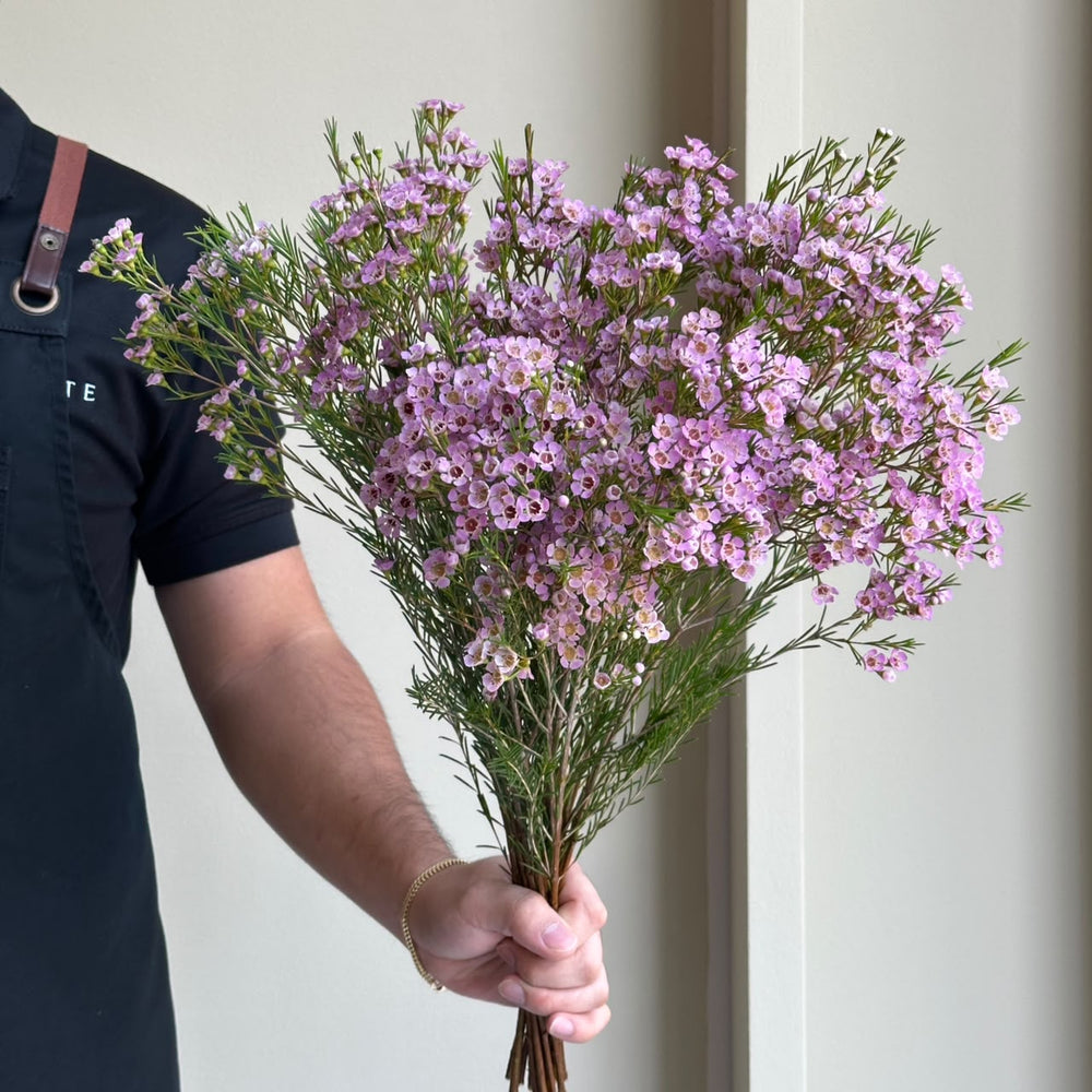 Wax Flower - Michal Pink (15 Stem)