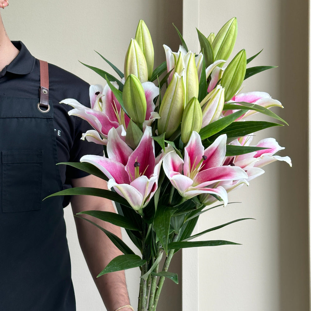 Lilies Oriental - Brancusi Pink (Beautiful Bloom)